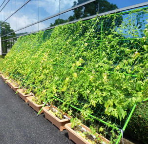 Green Curtains at Kyocera Group facility in Hiroshima 303x295 - Multisolving: Łączenie działań na rzecz ochrony zdrowia i klimatu