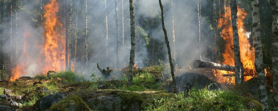 forest fire 432870 1920 892x356 - Raport ekspertów: Europę czeka coraz więcej pożarów